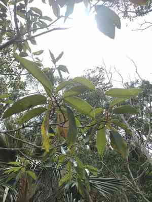 Hawai'i kauilatree(Alphitonia ponderosa)
