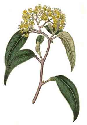 Hawai'i kauilatree(Alphitonia ponderosa)