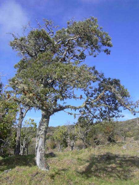 Kalituse Tree Hawai'i kauilatree (Alphitonia ponderosa) Care Guide: Pests, Diseases ...