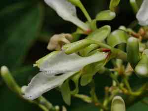 Greater galangal(Alpinia galanga)