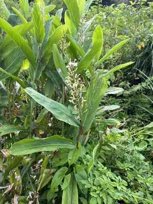 Greater galangal(Alpinia galanga)