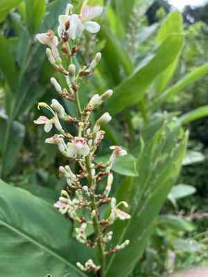 Greater galangal(Alpinia galanga)