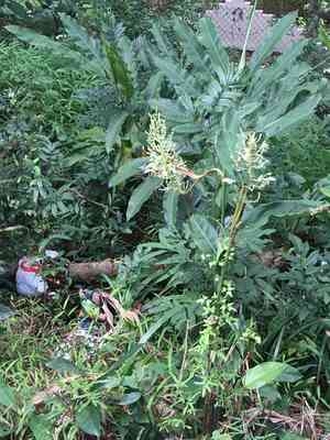 Greater galangal(Alpinia galanga)