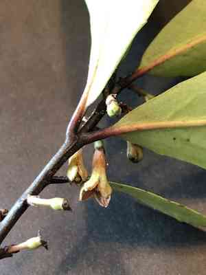 Alseuosmia quercifolia(Alseuosmia quercifolia)