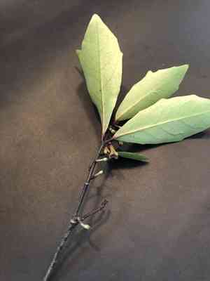 Alseuosmia quercifolia(Alseuosmia quercifolia)