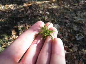 California alsia moss(Alsia californica)