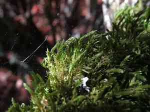 California alsia moss(Alsia californica)