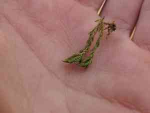 California alsia moss(Alsia californica)