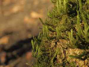 California alsia moss(Alsia californica)