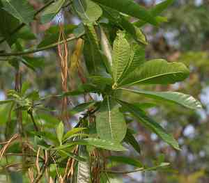 Alstonia (Alstonia)(Alstonia)