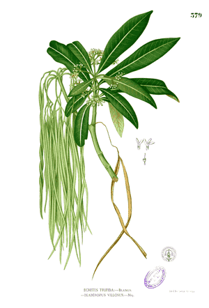 Alstonia (Alstonia)(Alstonia)