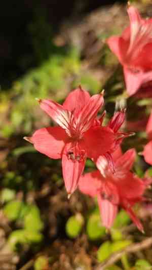 Saint Martin's lily(Alstroemeria ligtu)