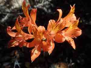 Saint Martin's lily(Alstroemeria ligtu)