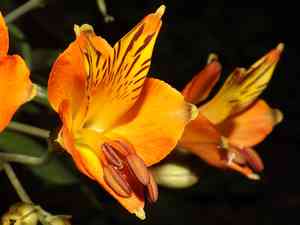 Saint Martin's lily(Alstroemeria ligtu)