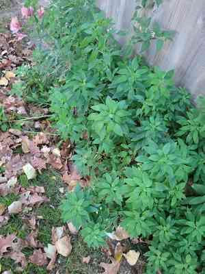 Lily of the incas (Alstroemeria)(Alstroemeria)