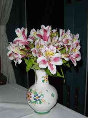 Lily of the incas (Alstroemeria)(Alstroemeria)