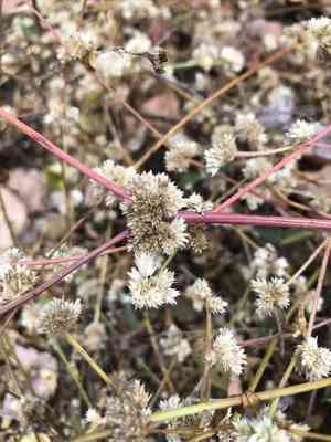 Joseph's coat(Alternanthera ficoidea)