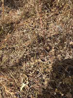 Joseph's coat(Alternanthera ficoidea)