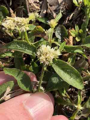 Smooth joyweed(Alternanthera paronychioides)