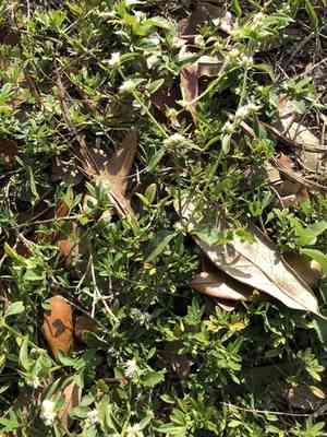 Smooth joyweed(Alternanthera paronychioides)