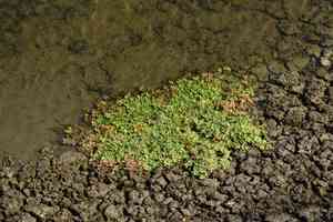 Smooth joyweed(Alternanthera paronychioides)