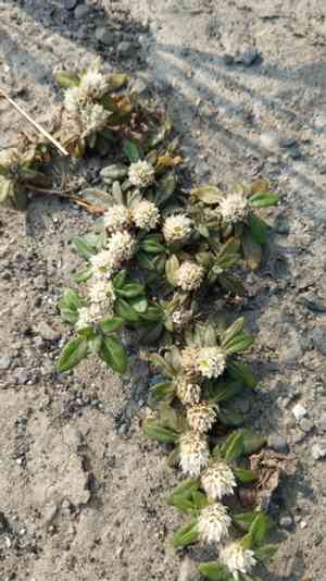 Smooth joyweed(Alternanthera paronychioides)