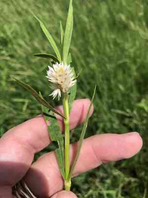 Alligatorweed(Alternanthera philoxeroides)