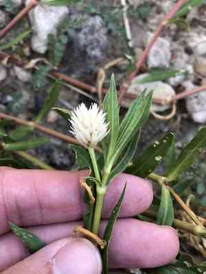 Alligatorweed(Alternanthera philoxeroides)