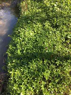 Alligatorweed(Alternanthera philoxeroides)