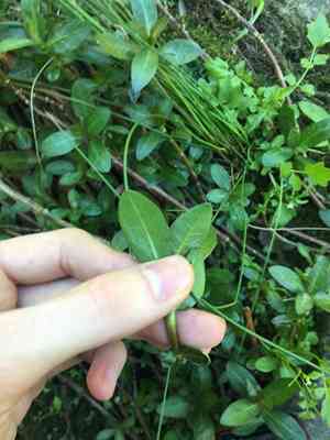 Alligatorweed(Alternanthera philoxeroides)