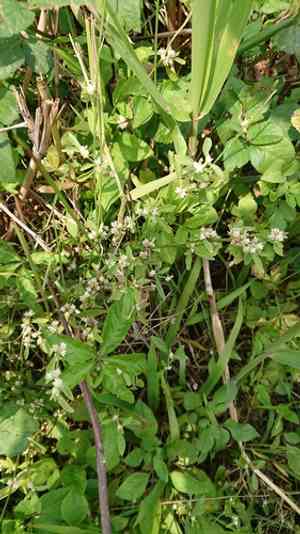 Sessile Joyweed(Alternanthera sessilis)