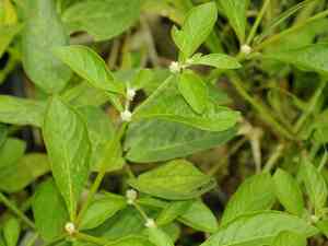 Sessile Joyweed(Alternanthera sessilis)