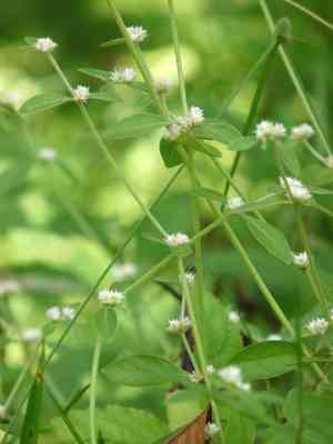 Sessile Joyweed(Alternanthera sessilis)