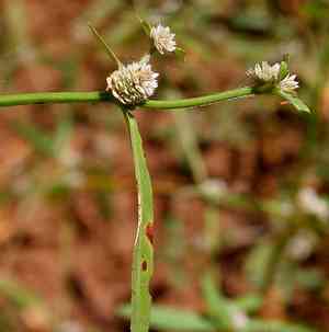 Sessile Joyweed(Alternanthera sessilis)