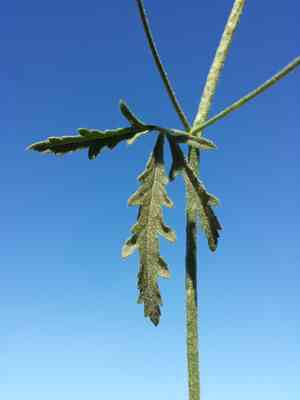 Palm-leaf marshmallow(Althaea cannabina)