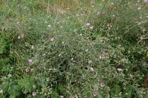 Palm-leaf marshmallow(Althaea cannabina)