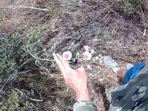 Palm-leaf marshmallow(Althaea cannabina)