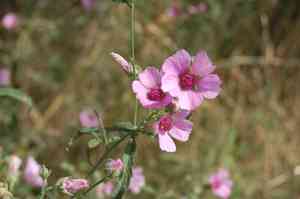 Palm-leaf marshmallow(Althaea cannabina)