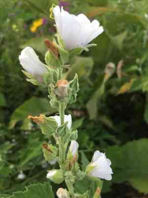 Marsh-mallow(Althaea officinalis)