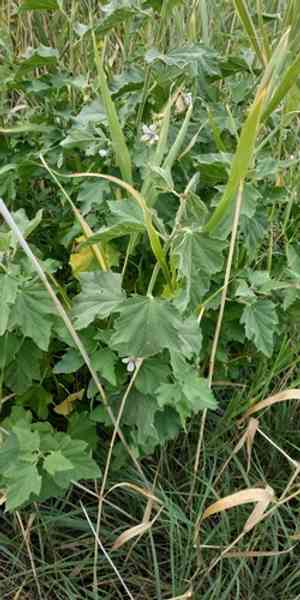 Marsh-mallow(Althaea officinalis)