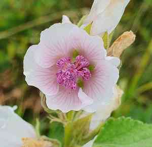 Marsh-mallow(Althaea officinalis)