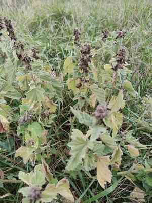 Marsh-mallow(Althaea officinalis)
