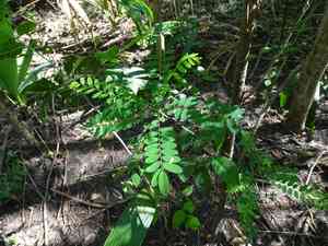 Mexican alvaradoa(Alvaradoa amorphoides)