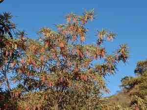 Mexican alvaradoa(Alvaradoa amorphoides)