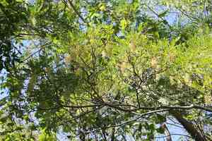 Mexican alvaradoa(Alvaradoa amorphoides)