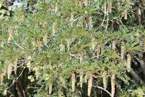 Mexican alvaradoa(Alvaradoa amorphoides)