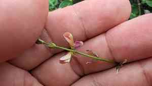 Alyce clover(Alysicarpus ovalifolius)