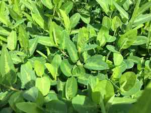 Alyce clover(Alysicarpus ovalifolius)