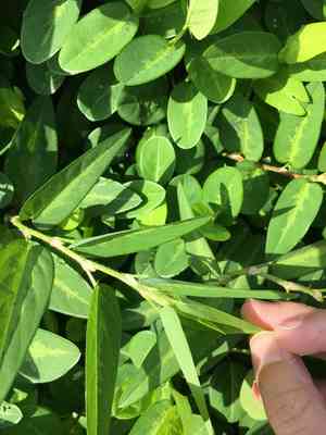 Alyce clover(Alysicarpus ovalifolius)