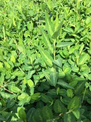 Alyce clover(Alysicarpus ovalifolius)